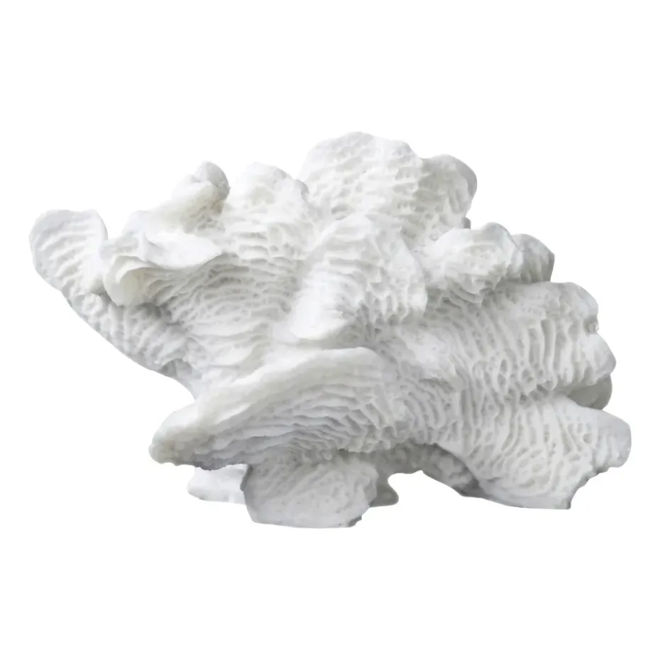 Coral fan, White