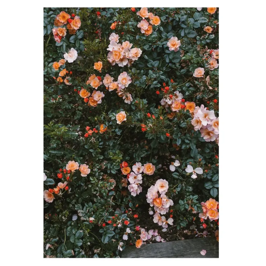 Poster Rose, 70x100 cm