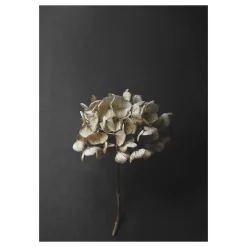 Still Life 04 Hydrangea poster, 50 x 70 cm